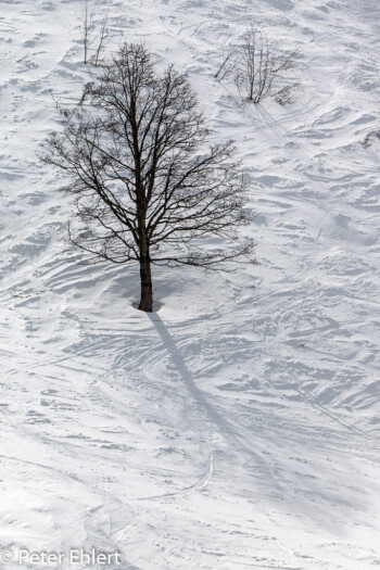 Bäume im Schnee  Les Gets Département Haute-Savoie Frankreich by Peter Ehlert in Ski_LesGets