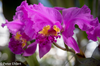 Orchideenblüte  München Bayern Deutschland by Peter Ehlert in MUC-BotGarten