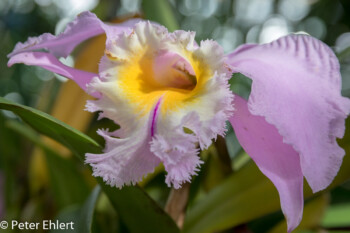 Orchideenblüte  München Bayern Deutschland by Peter Ehlert in MUC-BotGarten