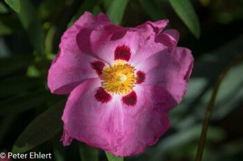 Blüte  München Bayern Deutschland by Peter Ehlert in MUC-BotGarten