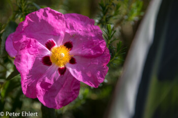 Blüte  München Bayern Deutschland by Peter Ehlert in MUC-BotGarten