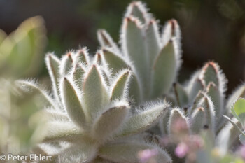 Kalanchoe tomentosa  München Bayern Deutschland by Peter Ehlert in MUC-BotGarten