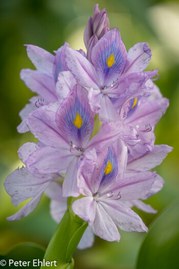 Eichhornia Crassipes  München Bayern Deutschland by Peter Ehlert in MUC-BotGarten