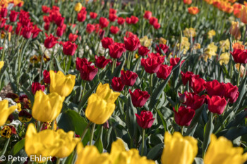 Tulpen  München Bayern Deutschland by Peter Ehlert in MUC-BotGarten