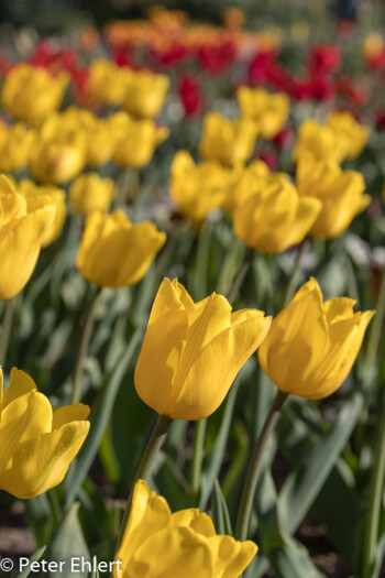 Tulpen  München Bayern Deutschland by Peter Ehlert in MUC-BotGarten