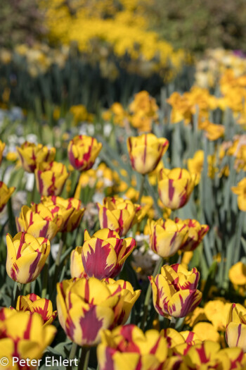 Tulpen  München Bayern Deutschland by Peter Ehlert in MUC-BotGarten