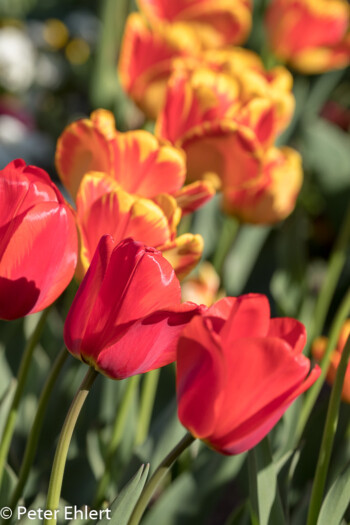 Tulpen  München Bayern Deutschland by Peter Ehlert in MUC-BotGarten