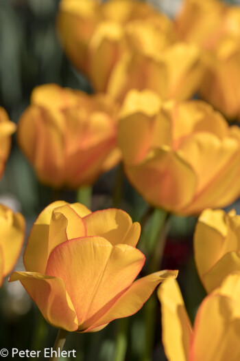 Tulpen  München Bayern Deutschland by Peter Ehlert in MUC-BotGarten