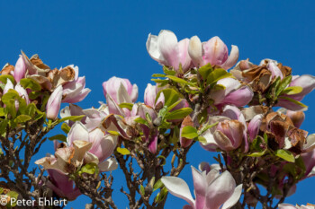 Magnolienblüte  München Bayern Deutschland by Peter Ehlert in MUC-BotGarten