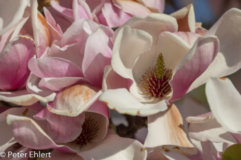 Magnolienblüte  München Bayern Deutschland by Peter Ehlert in MUC-BotGarten