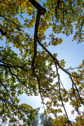 Herbstlaub  München Bayern Deutschland by Peter Ehlert in MUC-Nyphenburg