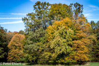 Herbstlaub  München Bayern Deutschland by Peter Ehlert in MUC-Nyphenburg