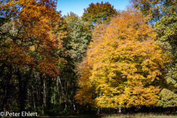 Herbstlaub  München Bayern Deutschland by Peter Ehlert in MUC-Nyphenburg