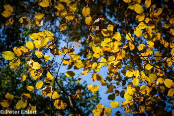 Herbstlaub  München Bayern Deutschland by Peter Ehlert in MUC-Nyphenburg