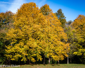 Herbstlaub  München Bayern Deutschland by Peter Ehlert in MUC-Nyphenburg