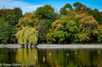 Herbstlaub  München Bayern Deutschland by Peter Ehlert in MUC-Nyphenburg