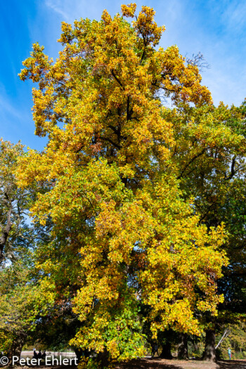 Herbstlaub  München Bayern Deutschland by Peter Ehlert in MUC-Nyphenburg