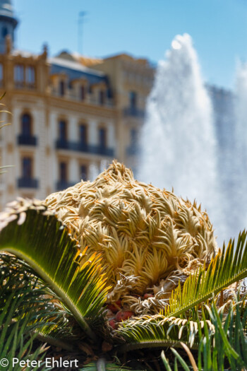 Palmenfrucht  Valencia Provinz Valencia Spanien by Lara Ehlert in Valencia_Rathaus_Hauptpost
