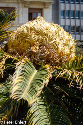 Palmenfrucht  Valencia Provinz Valencia Spanien by Lara Ehlert in Valencia_Rathaus_Hauptpost