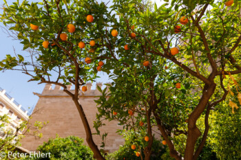 Innenhof mit Orangenbaum  Valencia Provinz Valencia Spanien by Peter Ehlert in Valencia_Seidenbörse
