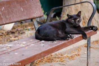 Katze auf Parkbank  Valencia Provinz Valencia Spanien by Peter Ehlert in Valencia_Cabanyal