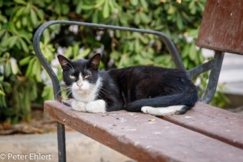 Katze auf Parkbank  Valencia Provinz Valencia Spanien by Peter Ehlert in Valencia_Cabanyal