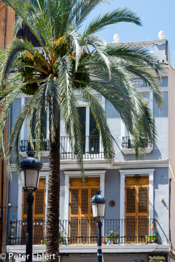 Palme vor Haus  Valencia Provinz Valencia Spanien by Peter Ehlert in Valencia_Cabanyal