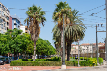 Parc de Podrida  Valencia Provinz Valencia Spanien by Peter Ehlert in Valencia_canbanyal_strand