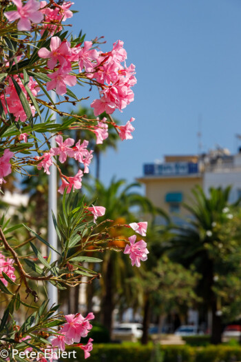 Oleanderblüten  Valencia Provinz Valencia Spanien by Peter Ehlert in Valencia_canbanyal_strand