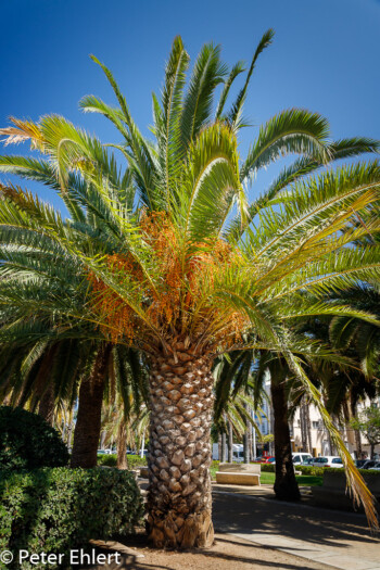 Dattelpalme  Valencia Provinz Valencia Spanien by Peter Ehlert in Valencia_canbanyal_strand