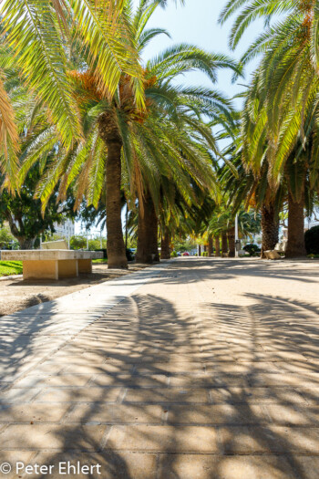 Dattelpalme  Valencia Provinz Valencia Spanien by Peter Ehlert in Valencia_canbanyal_strand