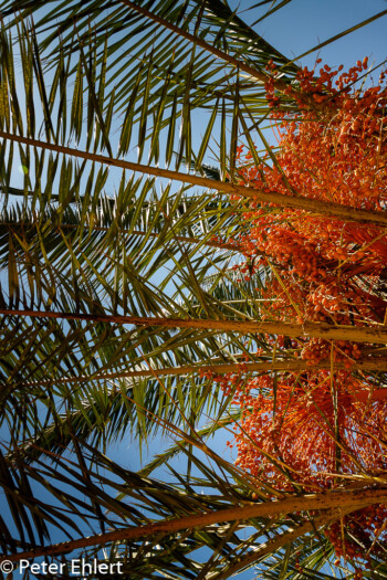 Dattelpalme  Valencia Provinz Valencia Spanien by Peter Ehlert in Valencia_canbanyal_strand