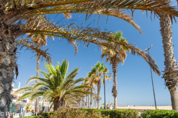 Grünstreifen am Strand  Valencia Provinz Valencia Spanien by Peter Ehlert in Valencia_canbanyal_strand