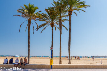 Promenade mit Palmen  Valencia Provinz Valencia Spanien by Peter Ehlert in Valencia_canbanyal_strand