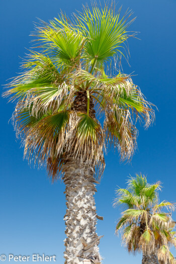 Palme  Valencia Provinz Valencia Spanien by Peter Ehlert in Valencia_canbanyal_strand