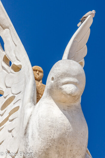 Taube mit Taube  Valencia Provinz Valencia Spanien by Peter Ehlert in Valencia_canbanyal_strand