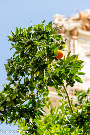 Strassenbaum mit Frucht  Valencia Provinz Valencia Spanien by Peter Ehlert in Valencia_Stadtrundgang