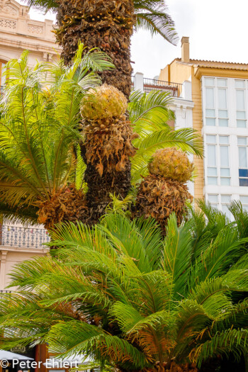 Palmenfrüchte  Valencia Provinz Valencia Spanien by Peter Ehlert in Valencia_Stadtrundgang