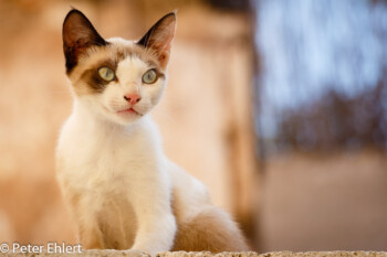 Junge Katze  Valencia Provinz Valencia Spanien by Lara Ehlert in Valencia_Stadtrundgang