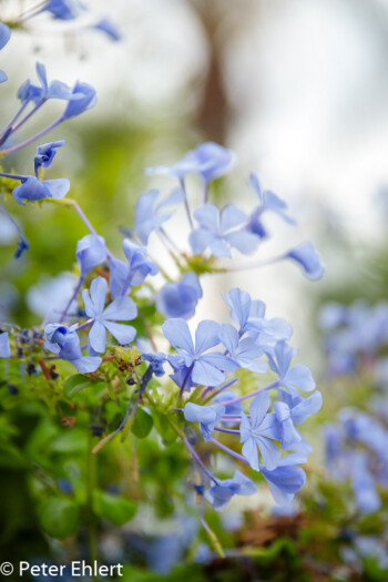 Blaue Blume  Valencia Provinz Valencia Spanien by Peter Ehlert in Valencia_Arts i Ciences