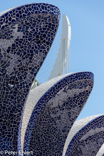 Fliesenmuscheln  Valencia Provinz Valencia Spanien by Peter Ehlert in Valencia_Arts i Ciences