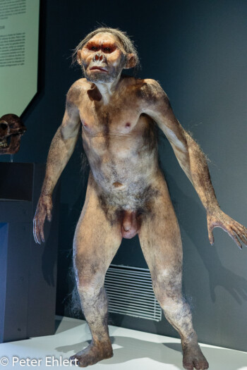 Neandertaler  Valencia Provinz Valencia Spanien by Lara Ehlert in Valencia_Museu_Ciences