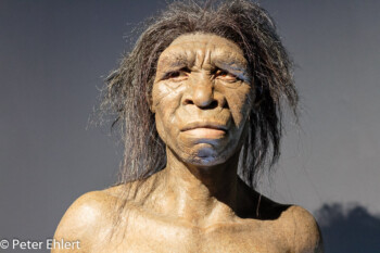 Australopithecus Afarensis  Valencia Provinz Valencia Spanien by Lara Ehlert in Valencia_Museu_Ciences