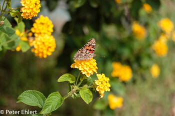 Schmetterling auf Blume  Valencia Provinz Valencia Spanien by Lara Ehlert in Valencia_Museu_Ciences