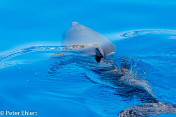 Tümmler  Valencia Provinz Valencia Spanien by Peter Ehlert in Valencia_Oceanografic