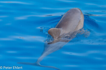 Tümmler  Valencia Provinz Valencia Spanien by Peter Ehlert in Valencia_Oceanografic