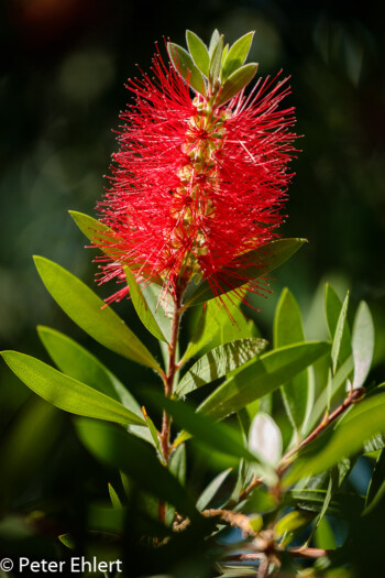 Zylinderputzer (Callistemon)  Valencia Provinz Valencia Spanien by Peter Ehlert in Valencia_Oceanografic