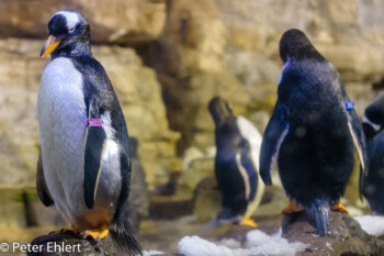 Eselspinguin (Pygoscelis papua)  Valencia Provinz Valencia Spanien by Peter Ehlert in Valencia_Oceanografic