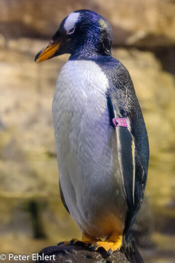 Eselspinguin (Pygoscelis papua)  Valencia Provinz Valencia Spanien by Peter Ehlert in Valencia_Oceanografic