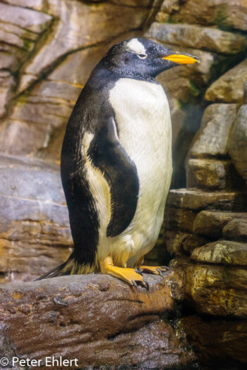 Eselspinguin (Pygoscelis papua)  Valencia Provinz Valencia Spanien by Peter Ehlert in Valencia_Oceanografic